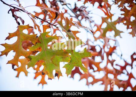 Ein Blick auf herbstfarbene Blätter auf einem Baum. Stockfoto