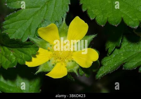 Indische Erdbeere, Duchesnea indica Stockfoto