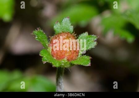 Indische Erdbeere, Duchesnea indica, Inructescenz Stockfoto