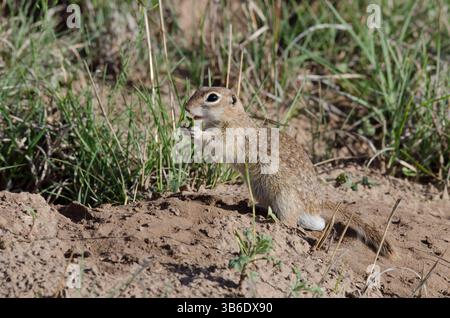 Geflecktes Ground Eichhörnchen, Xerospermophilus-Spilosom, männliche Fütterung Stockfoto