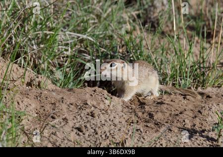 Geflecktes Eichhörnchen, Xerospermophilus-Spilosom, männlich Stockfoto