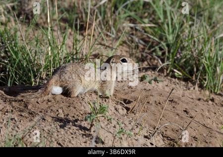 Geflecktes Eichhörnchen, Xerospermophilus-Spilosom, männlich Stockfoto