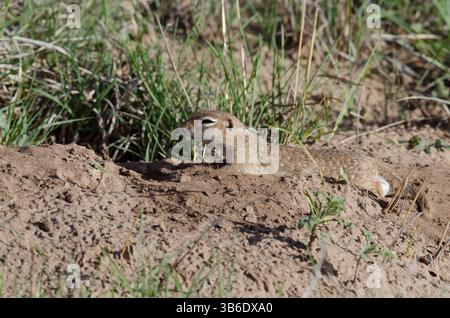 Geflecktes Eichhörnchen, Xerospermophilus-Spilosom, männlich rutscht in weichem Schmutz Stockfoto