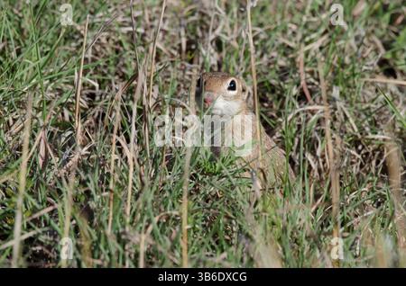 Geflecktes Ground Eichhörnchen, Xerospermophilus-Spilosom, Männchen versteckt sich im Gras Stockfoto