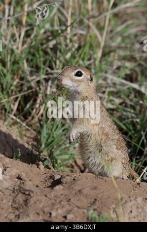 Geflecktes Eichhörnchen, Xerospermophilus-Spilosom, männlich Stockfoto