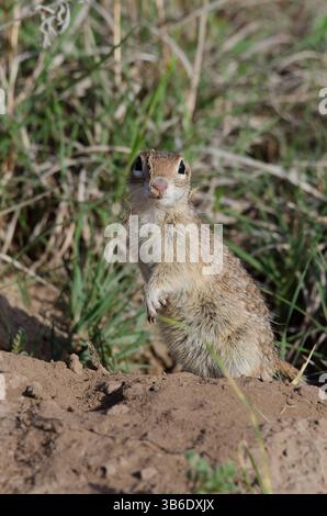 Geflecktes Eichhörnchen, Xerospermophilus-Spilosom, männlich Stockfoto