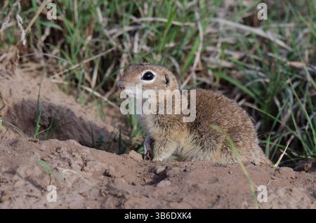 Geflecktes Eichhörnchen, Xerospermophilus-Spilosom, männlich Stockfoto