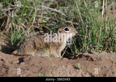 Geflecktes Eichhörnchen, Xerospermophilus-Spilosom, männlich Stockfoto