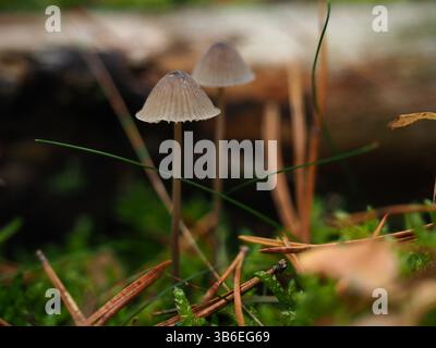 Ungenießbare Pilze im Wald Stockfoto