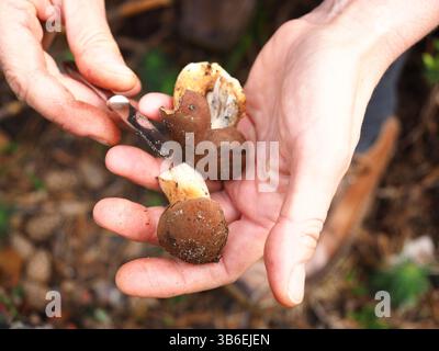 Speisepilz, der während der Waldbewirtschaftung mit Messer geschnitten wird Stockfoto