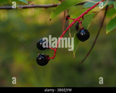 Reife Schwarzkirschen auf Zweig im Herbstwald, Stettin, Polen Stockfoto