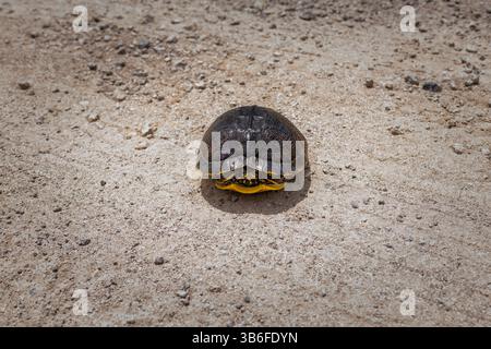 Carolina Eastern Box Turtle Stockfoto