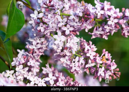 Flieder, Syringa vulgaris Frühlingsblumen Nahaufnahme selektiver Fokus Stockfoto