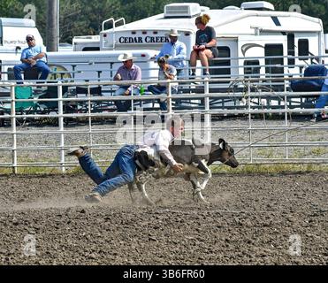 17. September 2023, Emporia, Kansas, USA: Während des Kalbsseils kämpft Broden Chartier aus Mullinville das Kalb an den Boden und bindet die Beine zusammen (Bild: © Mark Reinstein/ZUMA Press Wire) Stockfoto
