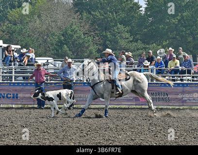 17. September 2023, Emporia, Kansas, USA: Während des Kalbsseilens macht Bentley Smyth aus Hutchinson einen perfekten Lassowurf über den Kopf des Kalbes (Credit Image: © Mark Reinstein/ZUMA Press Wire) Stockfoto