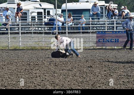 17. September 2023, Emporia, Kansas, USA: Während des Kalbsseils kämpft Broden Chartier aus Mullinville das Kalb an den Boden und bindet die Beine zusammen (Bild: © Mark Reinstein/ZUMA Press Wire) Stockfoto