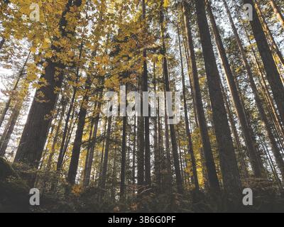 Ein Blick tief in den Wald voller hoher Kiefern. Stockfoto