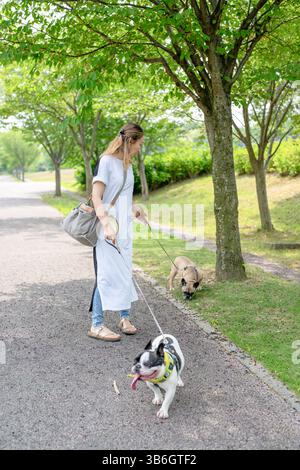 An einem Sommermorgen in einem Park mit blühenden Hortensien spaziert eine Japanerin im Alter von 30 Jahren mit zwei französischen Bulldoggen. Umgeben von Blumen und Bäumen, sind sie Stockfoto
