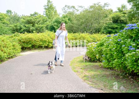 An einem Sommermorgen in einem Park mit blühenden Hortensien spaziert eine Japanerin im Alter von 30 Jahren mit zwei französischen Bulldoggen. Umgeben von Blumen und Bäumen, sind sie Stockfoto