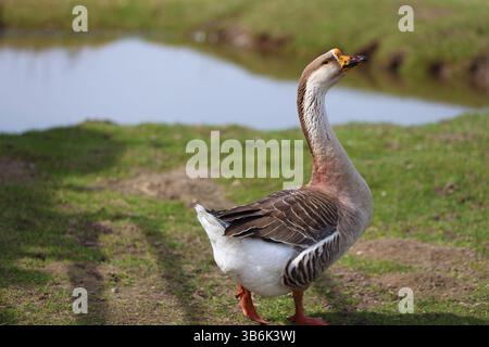 Eine Hausgans steht auf einem grasbewachsenen Gebiet in der Nähe eines Teichs. Stockfoto