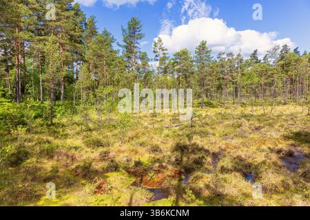 Feuchtgebiet auf einem Moor in einem Wald mit Kiefern ein sonniger Sommertag Stockfoto