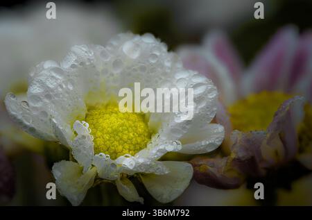 Kleine Chrysantheme auf schwarzem Hintergrund Stockfoto