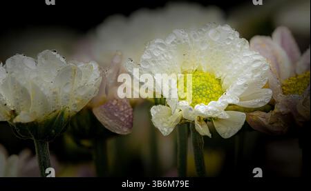 Kleine Chrysantheme auf schwarzem Hintergrund Stockfoto
