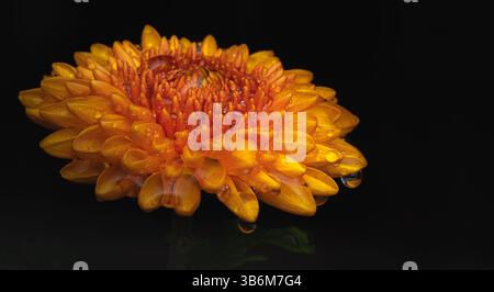 Kleine Chrysantheme auf schwarzem Hintergrund Stockfoto