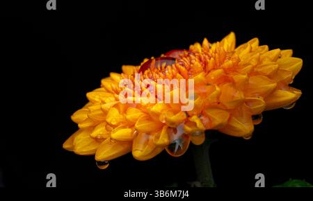 Kleine Chrysantheme auf schwarzem Hintergrund Stockfoto