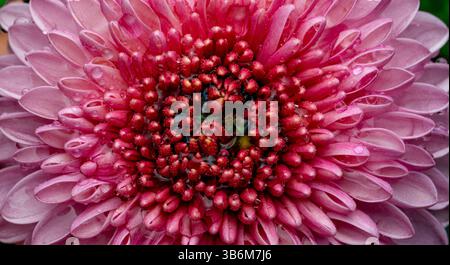 Kleine Chrysantheme auf schwarzem Hintergrund Stockfoto