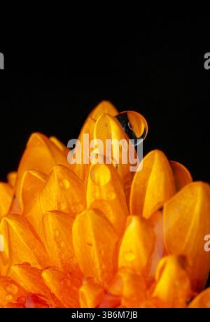 Kleine Chrysantheme auf schwarzem Hintergrund Stockfoto