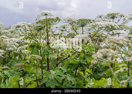 Blick auf die Hogweeds auf einem Feld. Stockfoto