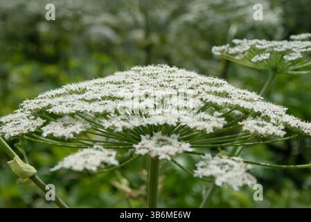 Blick auf die Hogweeds auf einem Feld. Stockfoto