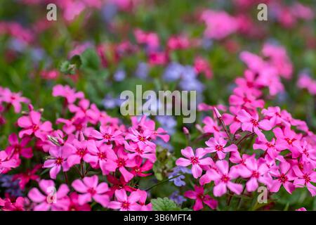 Leuchtend rosa blühender, kriechender Phlox in einem felsigen Garten. Magenta, rosa Phlox Teppich aus nächster Nähe. Stockfoto