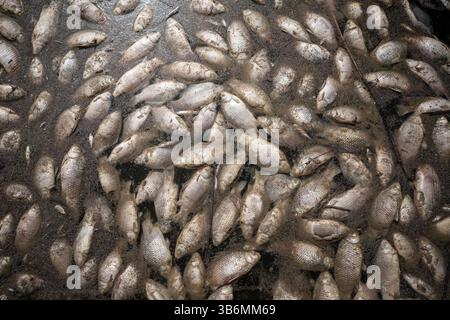 Tote Fische in verschmutztem Wasser. Ökologische Katastrophe, globale Erwärmung und Katastrophe. Wasserverschmutzung und weltweites Umweltproblem Stockfoto