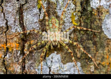 Flechten Huntsman Spider Stockfoto