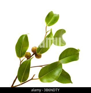 Ficus benjamina, allgemein bekannt als Trauerfeige, kleiner Zweig mit unreifen Früchten, isoliert auf weißem Hintergrund Stockfoto