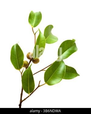 Ficus benjamina, allgemein bekannt als Trauerfeige, kleiner Zweig mit unreifen Früchten, isoliert auf weißem Hintergrund Stockfoto