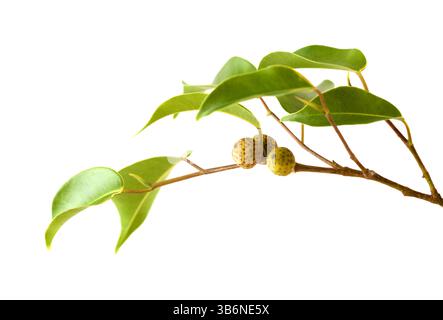 Ficus benjamina, allgemein bekannt als Trauerfeige, kleiner Zweig mit unreifen Früchten, isoliert auf weißem Hintergrund Stockfoto