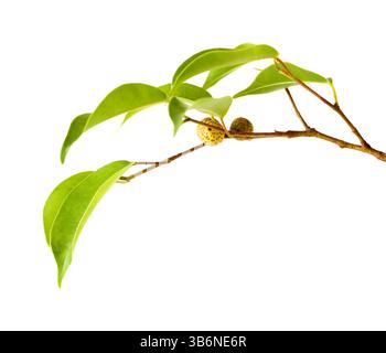 Ficus benjamina, allgemein bekannt als Trauerfeige, kleiner Zweig mit unreifen Früchten, isoliert auf weißem Hintergrund Stockfoto