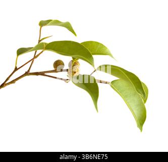 Ficus benjamina, allgemein bekannt als Trauerfeige, kleiner Zweig mit unreifen Früchten, isoliert auf weißem Hintergrund Stockfoto