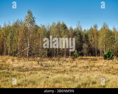 Herbstlicher Birkenwald mit gelblichen Blättern an einem sonnigen Tag Stockfoto