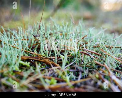 Grünes Moos auf dem Boden im Wald. Geringe Schärfentiefe. Stockfoto