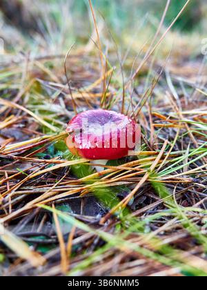 Kleine Amanita muscaria, auch bekannt als Fliegenpilz oder Fliegenpilz Stockfoto