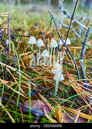 Mycena epipterygia wird allgemein als gelbbeinige Haube oder gelbstämmige Mycena bezeichnet Stockfoto