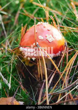 Kleine Amanita muscaria, auch bekannt als Fliegenpilz oder Fliegenpilz Stockfoto