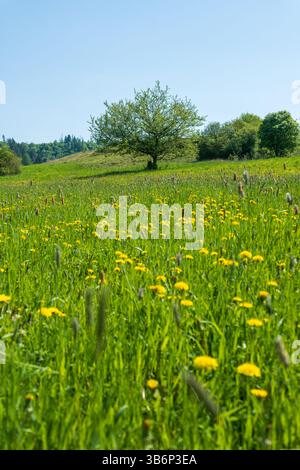 Vertikale Aufnahme eines lebendigen Landschaftsfotos einer üppigen Wiese voller blühender gelber Löwenzahn und frischem grünem Gras. Stockfoto