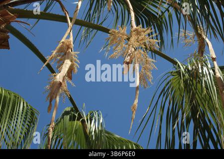 Mexikanische Fanpalme, Washington Fan Palm, Palmier du Mexique, Washingtonie robust, Abanico, Carnaúba - Washingtonia robusta - Arecaceae Stockfoto