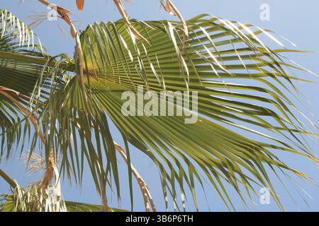 Mexikanische Fanpalme, Washington Fan Palm, Palmier du Mexique, Washingtonie robust, Abanico, Carnaúba - Washingtonia robusta - Arecaceae Stockfoto