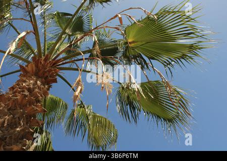 Mexikanische Fanpalme, Washington Fan Palm, Palmier du Mexique, Washingtonie robust, Abanico, Carnaúba - Washingtonia robusta - Arecaceae Stockfoto